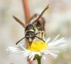 Eumenes sp.